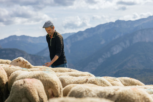 bergerie de saint pierre fromage viande brebis producteurs de saveurs le pont de beauvoisin