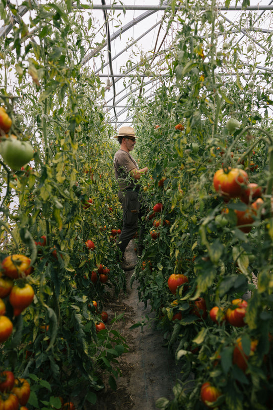 GAEC les Jardins du Banchet à Bilieu pour le magasin de producteur Producteurs de Saveurs Pont de Beauvoisin magasin bio