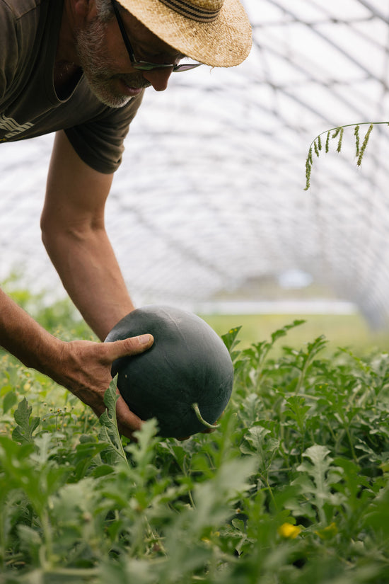 GAEC les Jardins du Banchet à Bilieu pour le magasin de producteur Producteurs de Saveurs Pont de Beauvoisin magasin bio