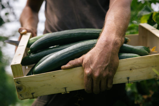 GAEC les Jardins du Banchet à Bilieu pour le magasin de producteur Producteurs de Saveurs Pont de Beauvoisin magasin bio