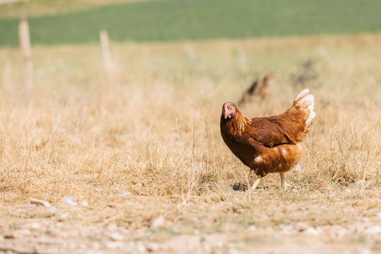 La Ferme de la Renounière à Merlas pour le magasin de producteur Producteurs de Saveurs Pont de Beauvoisin magasin bio
