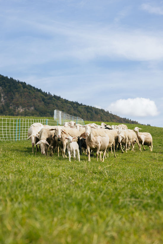 la bergerie de saint pierre fromage viande brebis producteurs de saveurs le pont de beauvoisin