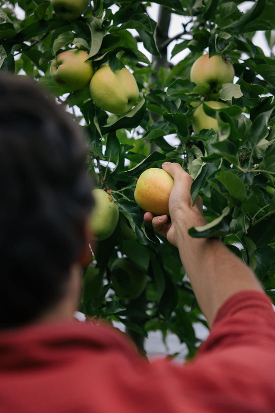 Les Vergers du Fort à la Motte Servolex pour le magasin de producteur Producteurs de Saveurs Pont de Beauvoisin magasin bio