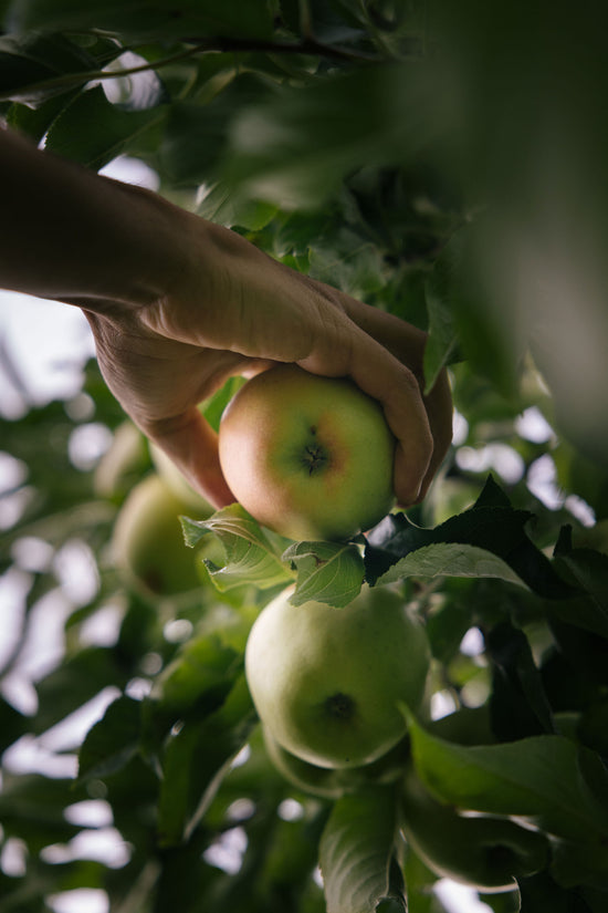 Les Vergers du Fort à la Motte Servolex pour le magasin de producteur Producteurs de Saveurs Pont de Beauvoisin magasin bio